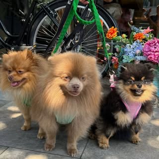 3 baby fluffs Pomeranian studs , lilac , tan , extra thick coat