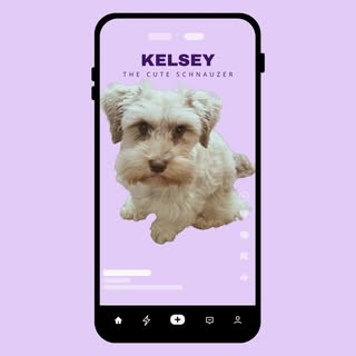 Kelsey 🐾 | Miniature Schnauzer
