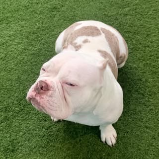 Coco Chanel Ors 🎀🐶🐾 the beauty bully