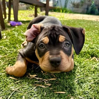 Bruno | XL American Bully