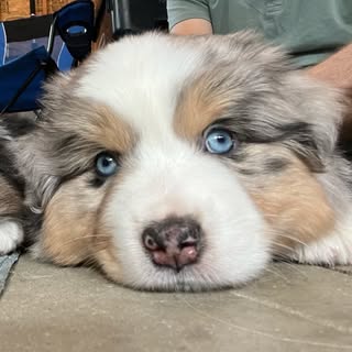 Luka