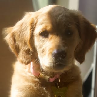 Blossom 🌸 Service Dog in Training