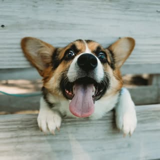 Kelsea | Pembroke Welsh Corgi