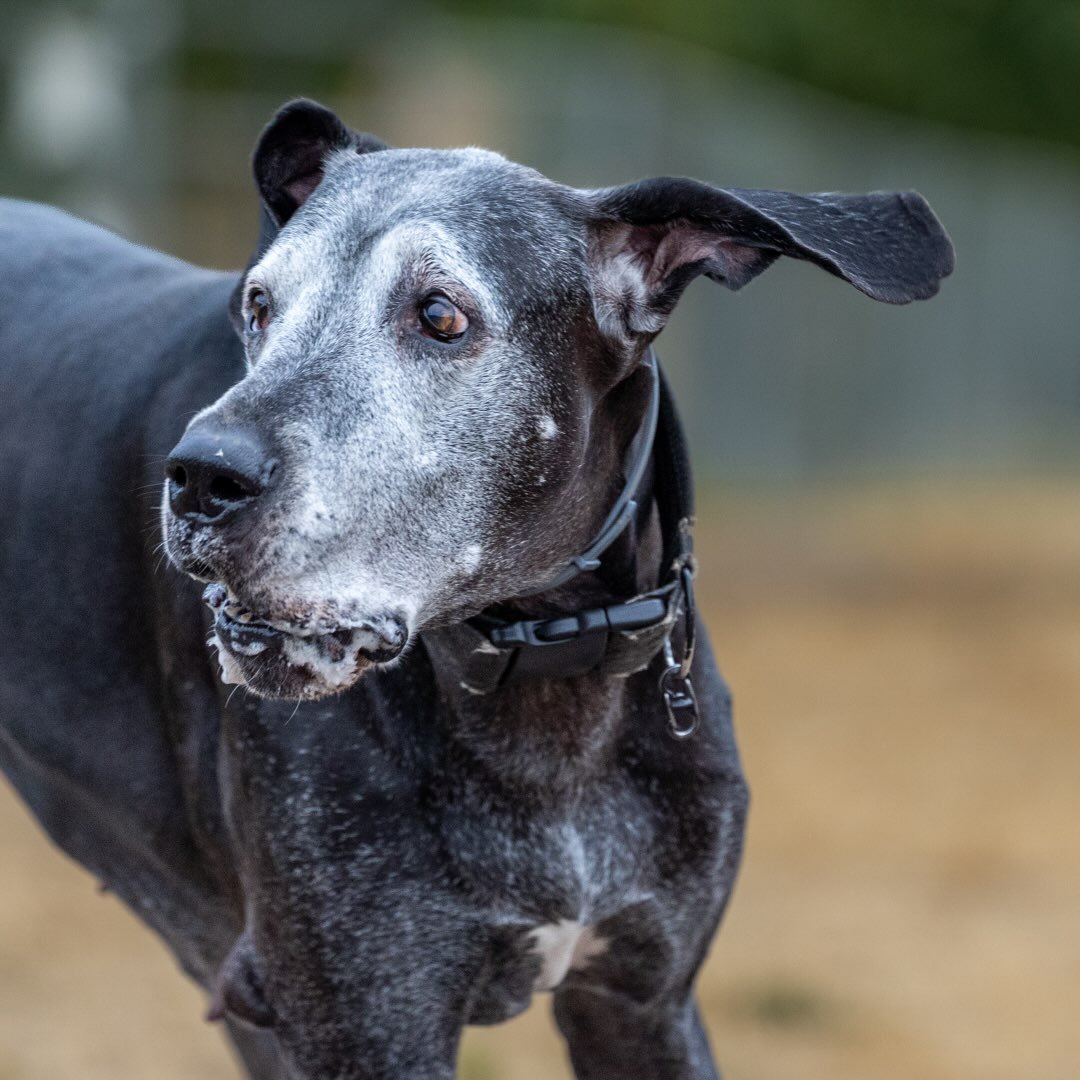 Wayward Hounds | Dogs + Photography