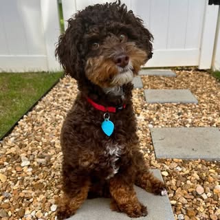 Coco : Atlanta Havapoo