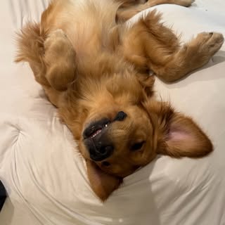 Ryder the Retriever