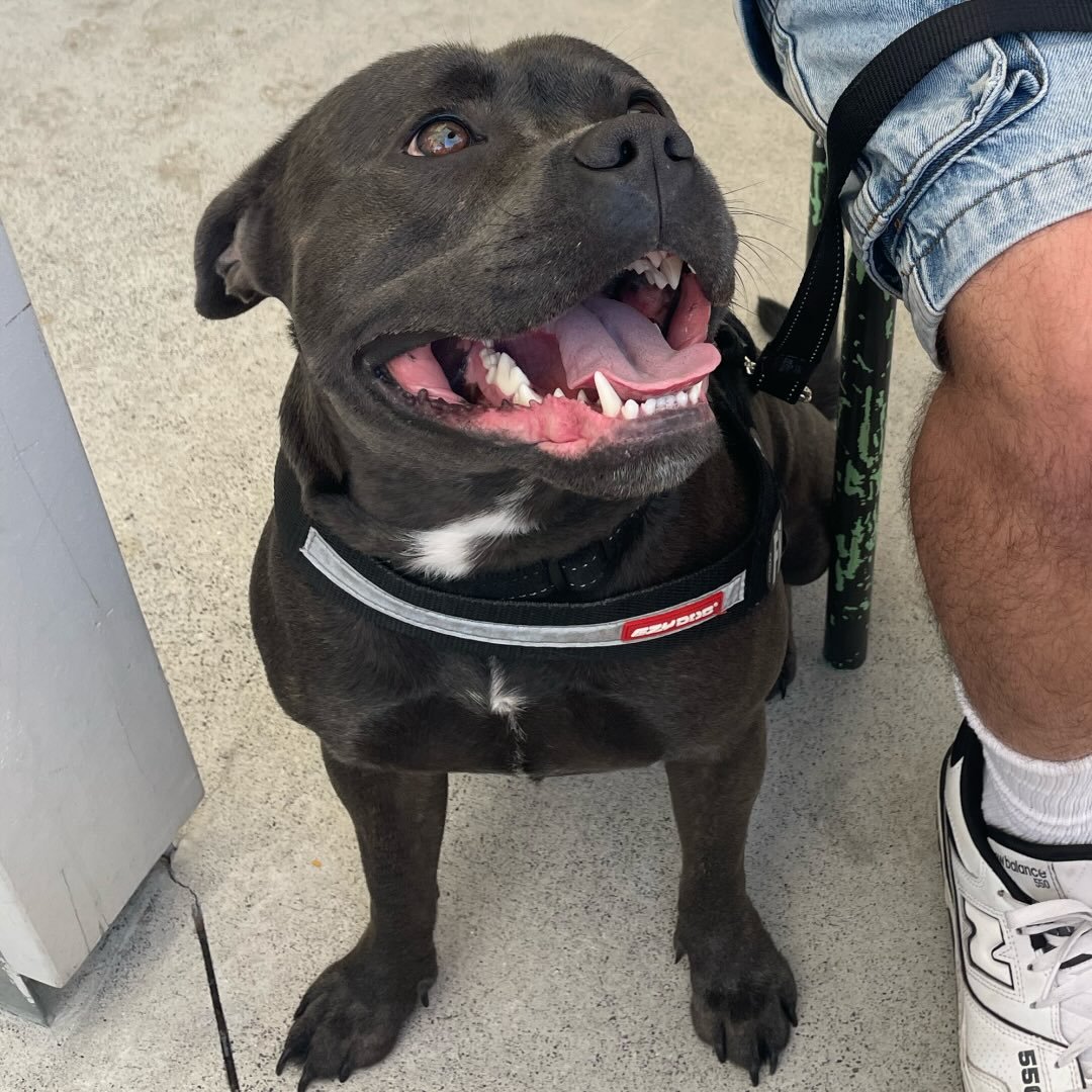 Cody Maverick ~ Blue Staffy