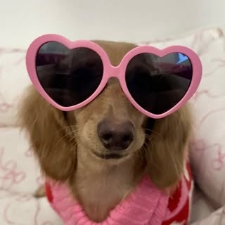 Dolly Pawton🎀🐾