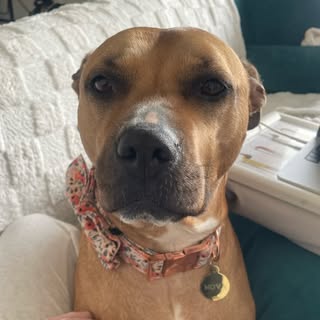 Nova