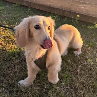Dallas the Dachshund