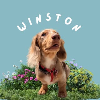 Winston the mini dachshund