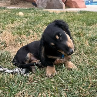 Benji the Mini Dachshund