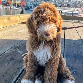 Groovy Rudy Goldendoodle