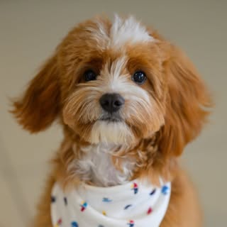 Magnum 🐾 | Cavoodle