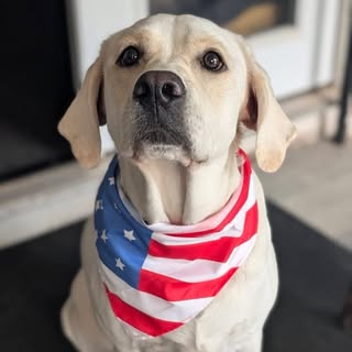 Opal•Service Dog