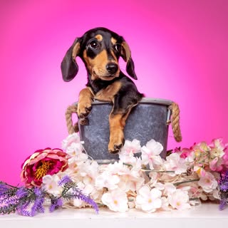 Poppy the Weenie