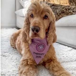 Dexter the Therapy Dog 🐾