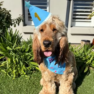 Sunny the Cocker Spaniel