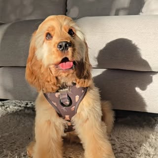Honey ✨️ English Show Cocker Spaniel