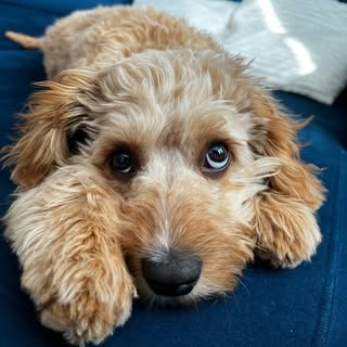 Toby