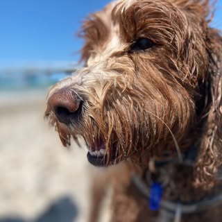 Huxley Adventure Dood
