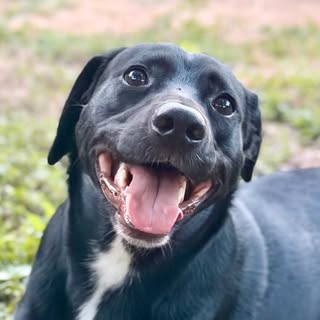 Pilot | Rescue Border Collie Mix
