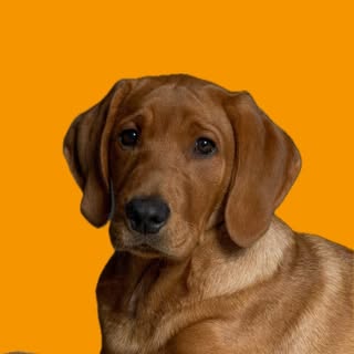 Bruno | Fox Red Labrador 🦊