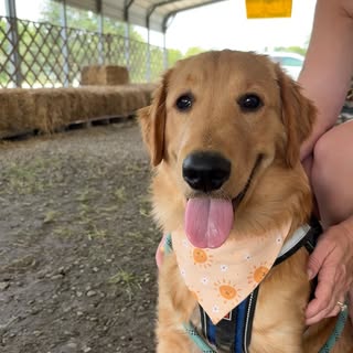 Eddie the retriever