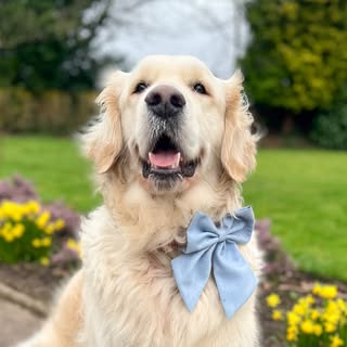 Paddington the golden retriever 🐾