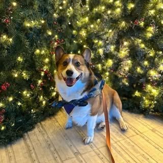 Jack The Corgi