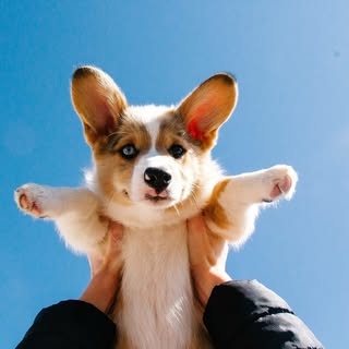 Luka 🐾💙🤎