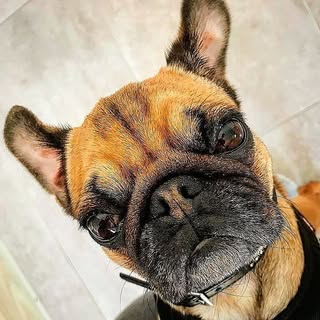 Mona Mops 🐾