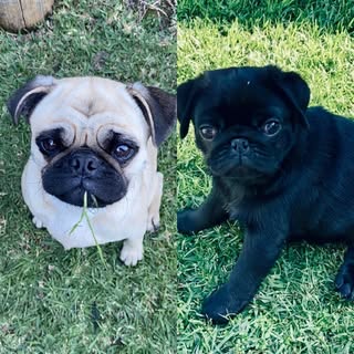 Peanut and Guinness 💖🥜🐶🐶🍺🖤