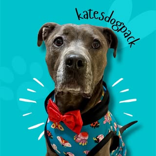 Katesdogpack