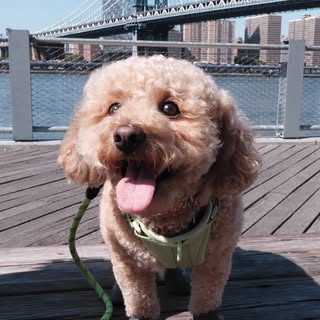 KENZU • Pet UGC • Dog Travel