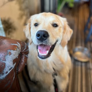 Sheldon The Retriever