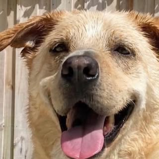 Angel Hook 😇💛🌈🐶🐾