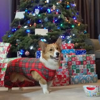 Corgi Xmas Card Exchange