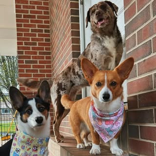the dog house