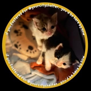 LouisvilleMetroAnimalServices