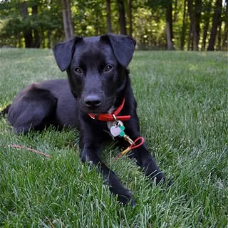 Dogsof_Louisville