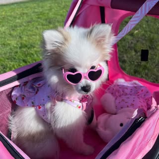Dolly Priscilla Pawton 💗