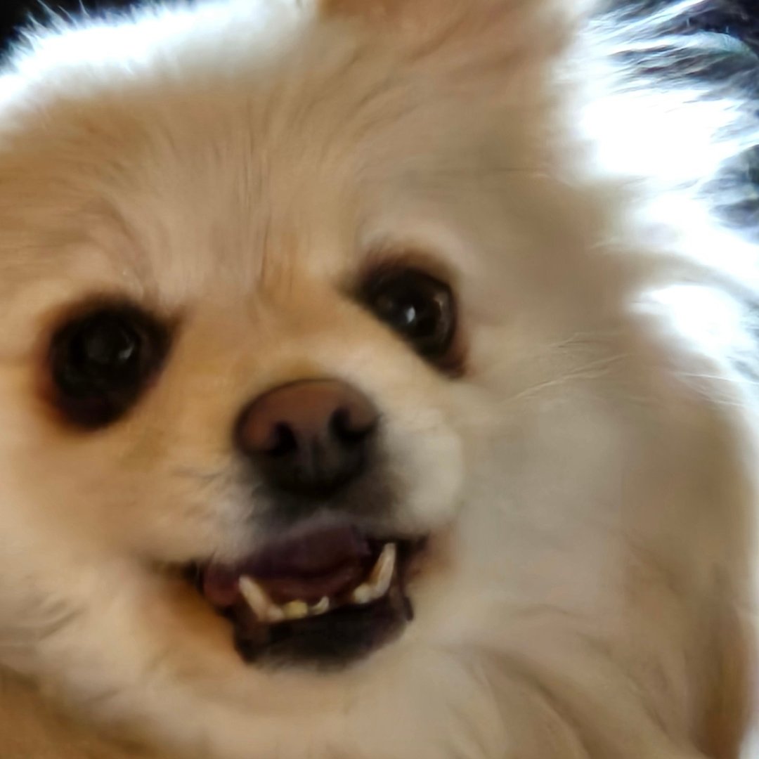 Pomeranians of Los Angeles⚡️