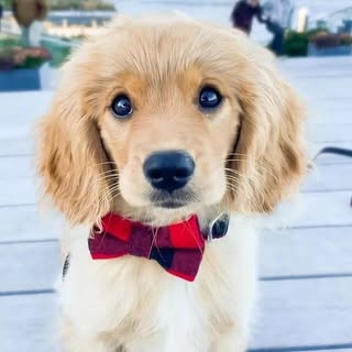 Cutest Doggy Daily