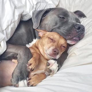 For All You Pet Lovers