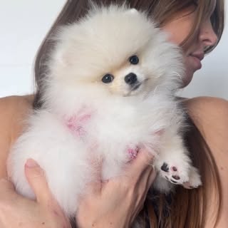 Micro Teacup Pomeranians | Platinum Pups of Miami 🇺🇸