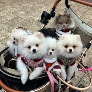 Lilly.Canela.Savannah.Olivia.Diana