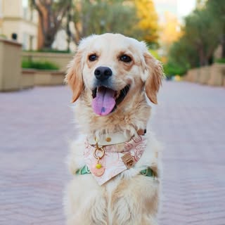 COOKIE 🍪 Mini Golden Retriever