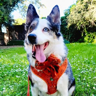 West Coast Woof 🌴