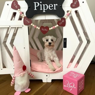 Piper | Toy Schnauzer